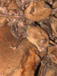 AS91155 Adaptations - Sexual Reproduction in Mammals